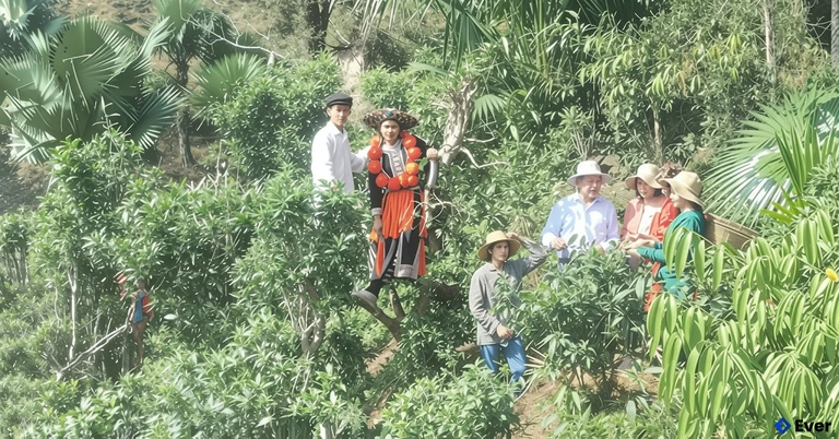 Chè Shan Tuyết Khau Mút tại xã Bình An