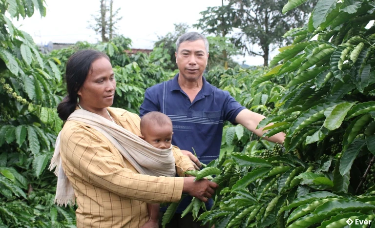 Chị Y Kui, thôn Đăk Kđem, xã Đăk Ui có cuộc sống ổn định nhờ trồng cà phê