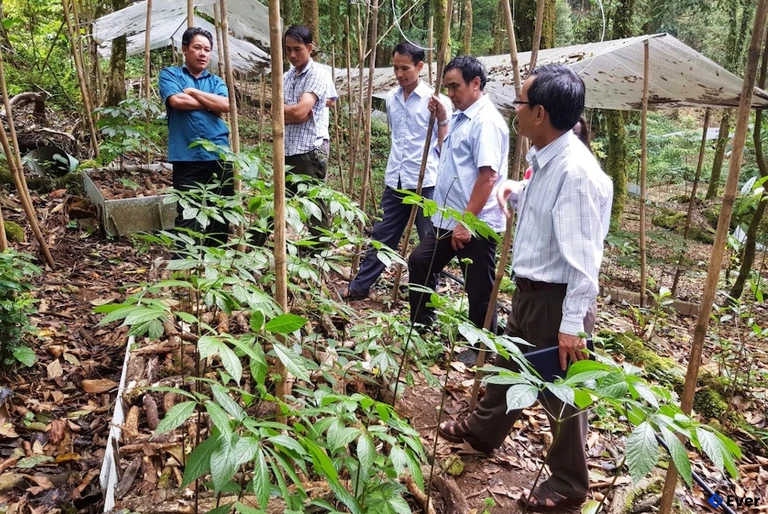 Chính quyền xã Trà Vân đã đề xuất bổ sung Trà Vân vào vùng quy hoạch phát triển sâm Ngọc Linh