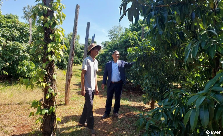 Chủ tịch Hội Nông dân xã Ia Le (bên phải) trao đổi với ông Hoạch về hiệu quả kinh tế cây vải