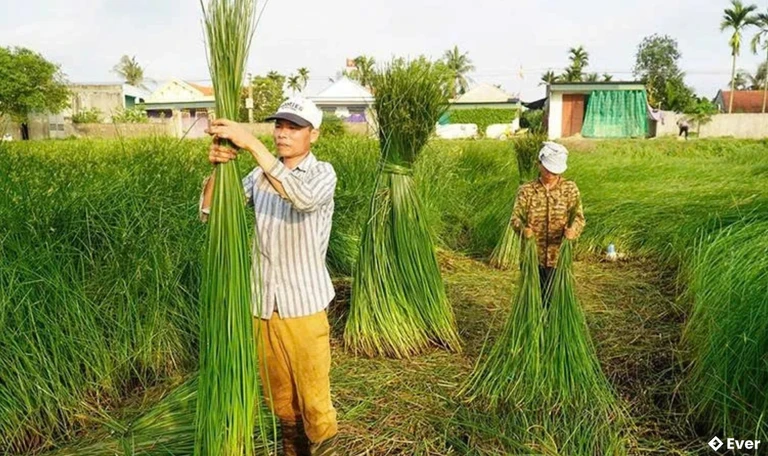 Cói là một trong những cây trồng chủ lực góp phần nâng cao thu nhập cho người dân xã Tân Tiến