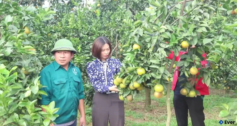 Đặc sản cam giòn Đồng Lộc vào mùa thu hoạch