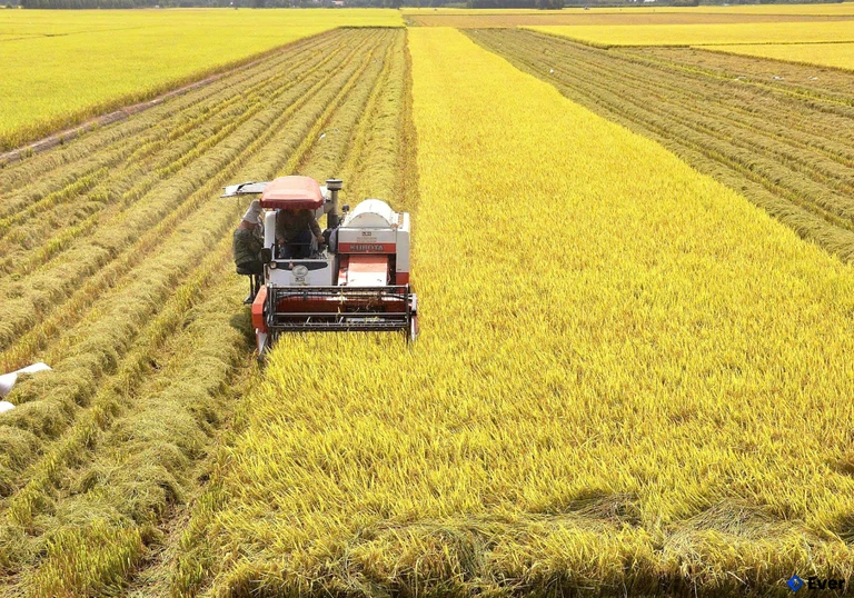 Đất nông nghiệp vẫn chiếm tỷ trọng lớn tại xã Tuyên Thạnh