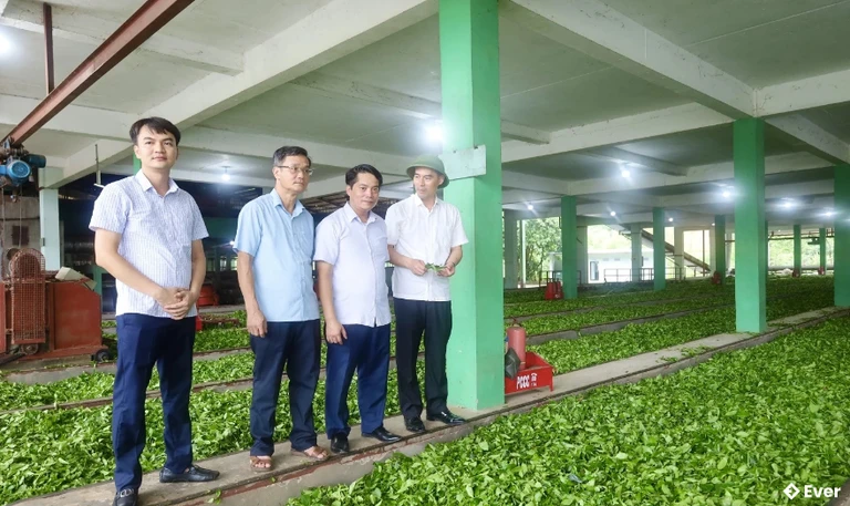 dây chuyền sản xuất của Công ty TNHH MTV Chè Á Châu, Phú Thọ tại thôn Tân Thành, xã Minh Hoà