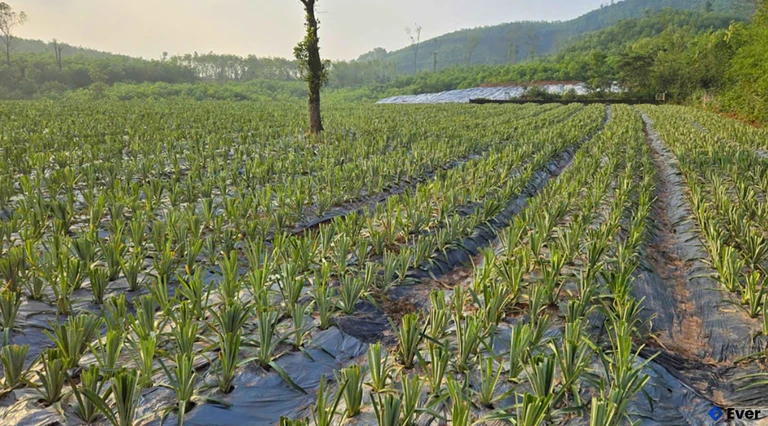 Diện tích dứa được trồng mới tại xã Cẩm Hưng