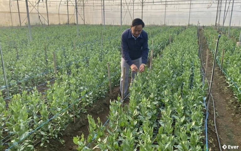 Diện tích hoa cát tường của hộ gia đình anh Nguyễn Văn Điều ở thôn Bắc Trung, xã Hồ Vương