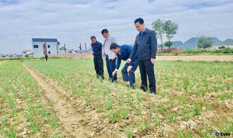 Diện tích sản xuất hành vụ đông của người dân xã Ba Đình đang sinh trưởng, phát triển ổn định