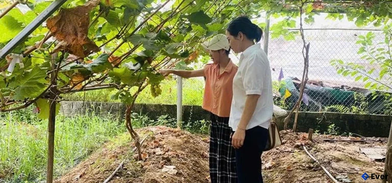 Diện tích sản xuất nông nghiệp ứng dụng công nghệ cao của HTX dịch vụ nông nghiệp Cả Tổ, phường Nguyệt Viên