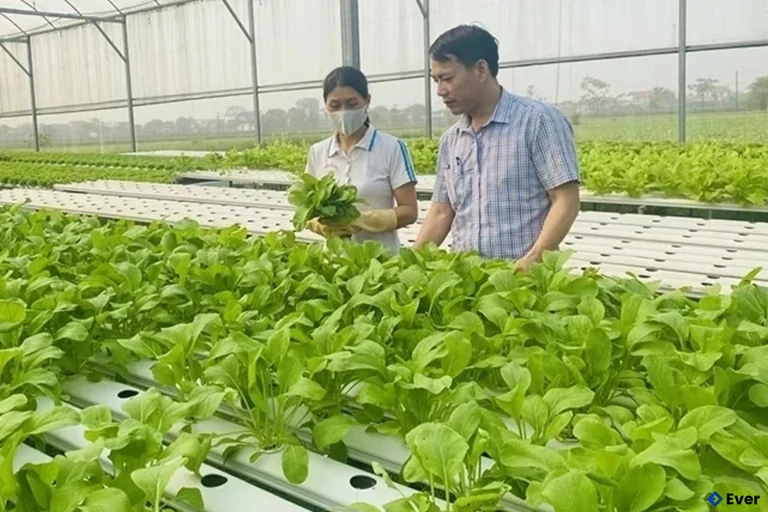 Diện tích sản xuất rau thủy canh của HTX Dịch vụ nông nghiệp Phú Lộc (Hậu Lộc) đạt hiệu quả kinh tế cao.