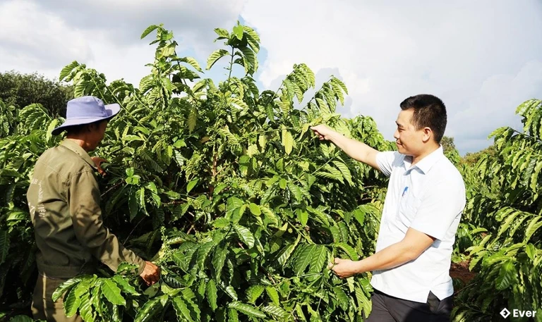 Đinh hướng phát triển cà phê trái vụ tại xã Ea Riêng