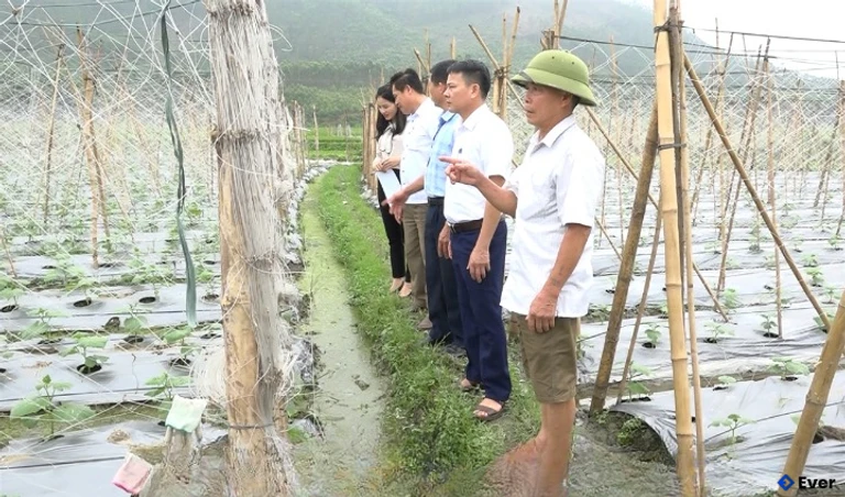 Đoàn giám sát, giám sát mô hình trồng dưa chuột tại xã Phú Lương