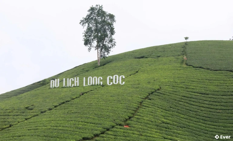 Đồi chè Long Cốc - Điểm tham quan du lịch trải nghiệm độc đáo miền trung du.