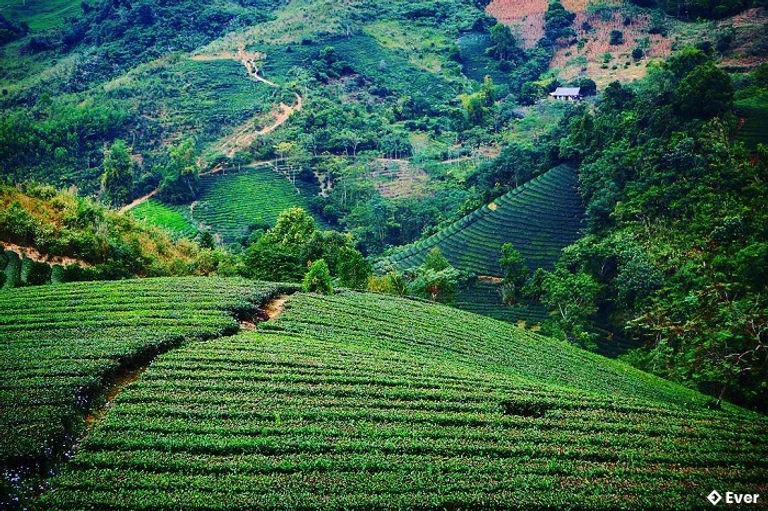 Đồi chè Suối Giàng tại xã Văn Chấn, Lào Cai