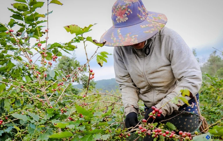Đồng bào Bru Vân Kiều ở xã Hướng Phùng, tỉnh Quảng Trị phấn khởi vào vụ thu hoạch cà phê