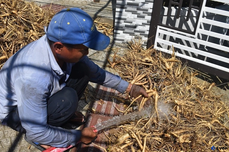 Đồng bào dân tộc thiểu số ở Trà Đốc đang cải thiện sinh kế nhờ chuỗi liên kết cây dược liệu