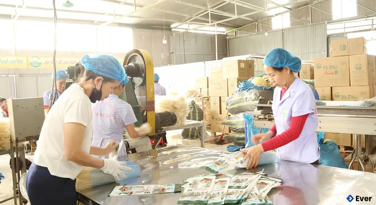 Đóng gói mì gạo tại HTX Mì gạo Hùng Lô, phường Vân Phú