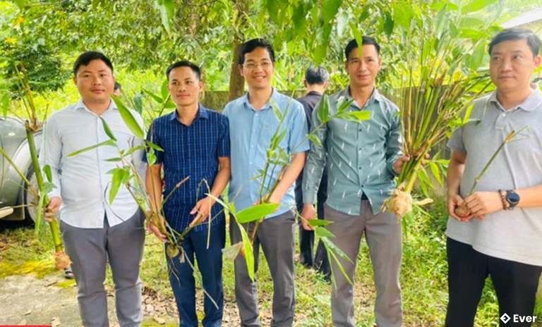 Đồng Lương hợp tác xây dựng vùng nguyên liệu tre phục vụ chế biến