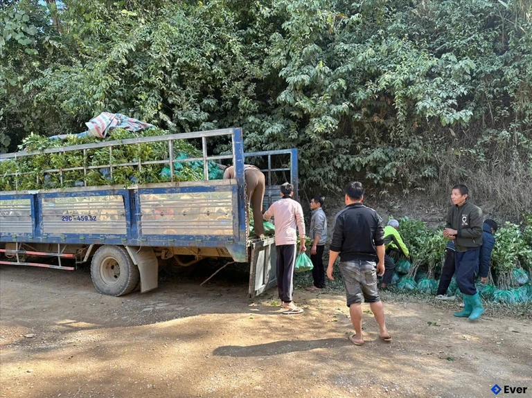 Dự án hỗ trợ giống cây trồng cho người dân mang lại hiệu quả thiết thực