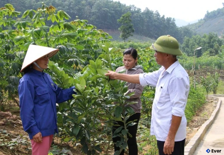 Dự án nông nghiệp tại Quảng La được kỳ vọng phát triển