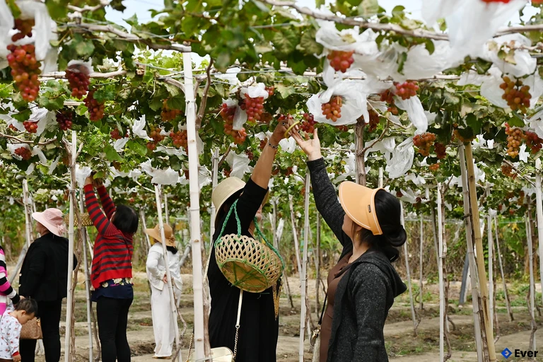 Du lịch sinh thái vườn nho tại xã Liên Hương thu hút đông đảo du khách