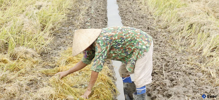 Gặt lúa mùa đến đâu, nông dân trồng bí và dưa vụ đông đến đó.