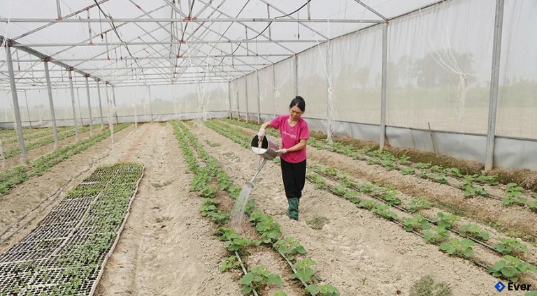 Gia đình anh Nguyễn Văn Sơn, xã Hội Thịnh với mô hình trồng Dưa lê trong nhà lưới