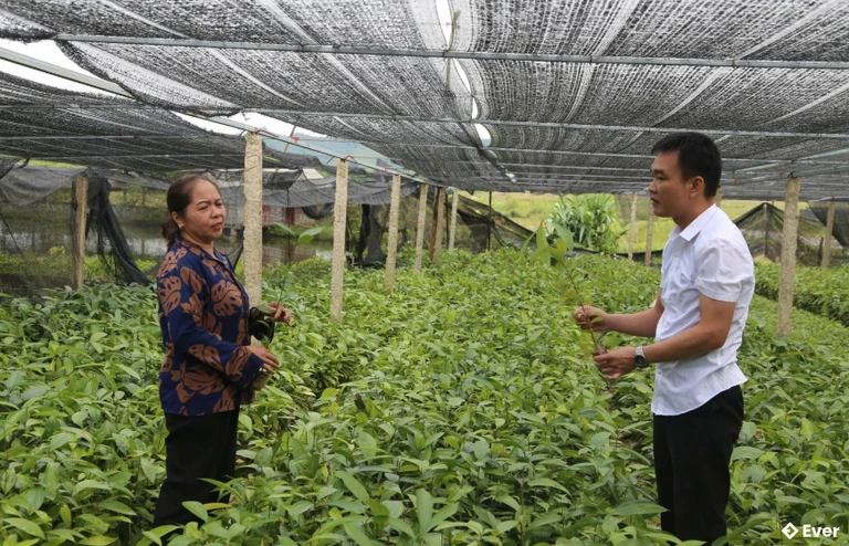 Gia đình bà Triệu Thị Vân, Thượng Long trồng và ươm quế giống hiệu quả cao