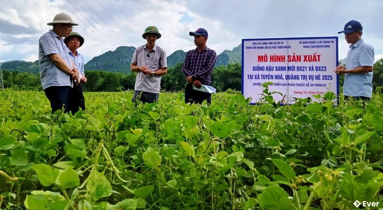 Giống đậu xanh ĐX21 và ĐX23 tại xã Tuyên Bình sinh trưởng, phát triển tốt và cho năng suất cao