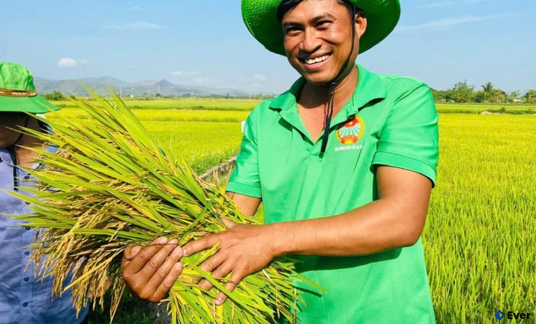 Giống lúa OM468 cho năng suất vượt trội