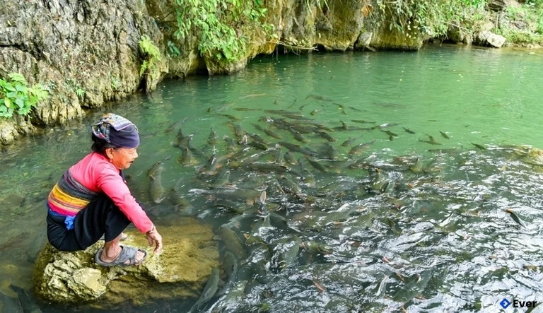 Hang Cá Thần Văn Nho