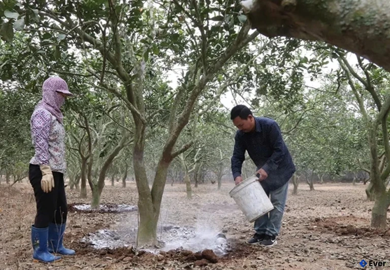 Hộ anh Lê Trọng Giang, xã Yên Ninh chăm sóc bưởi sau thu hoạch