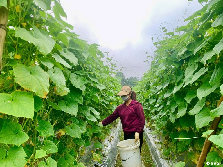 Hộ nông dân thu hoạch dưa chuột tại xã Hòa An