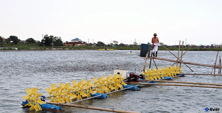 Hộ ông Phạm Văn Tính, thôn Sơn Trung nuôi cá trong ao bán nổi