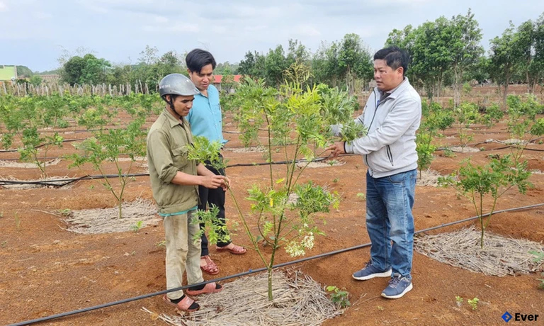 Hoa hòe là loài dược liệu phù hợp với điều kiện sản xuất của người dân xã Kon Chiêng, nhất là các hộ đồng bào dân tộc thiểu số
