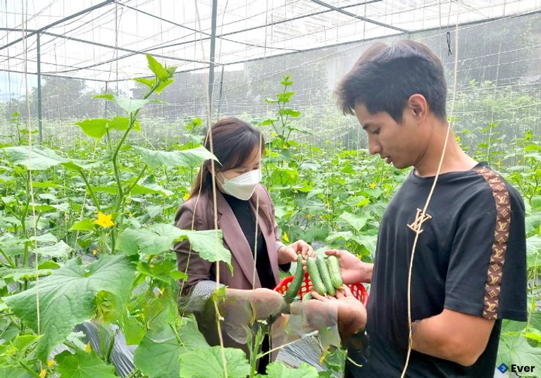 Hoàng Anh giới thiệu với Bí thư Đoàn phường Nông Tiến về mô hình trồng dưa chuột baby trong nhà lưới.