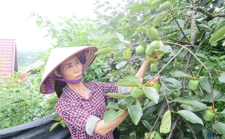 Hồng không hạt tại xã Dân Chủ