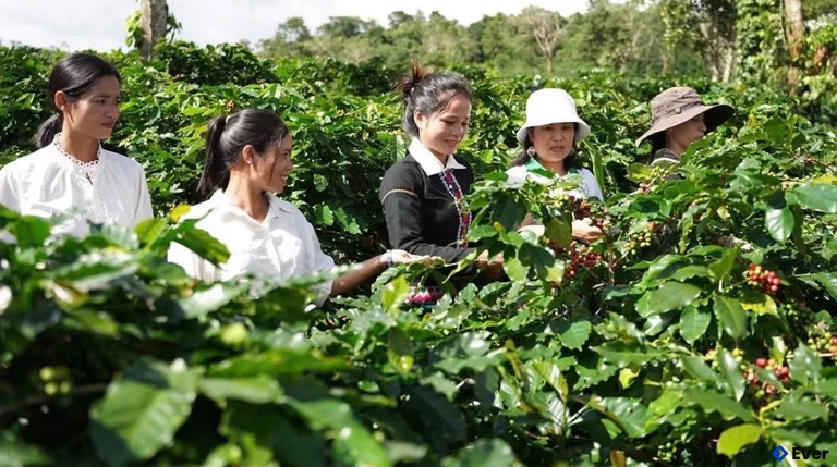 Hợp tác xã Nông sản Khe Sanh (xã Khe Sanh) đồng hành cùng đồng bào Vân Kiều trồng cà phê sạch