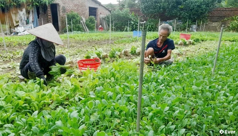 HTX Nông nghiệp hạt giống Đất Tổ sản xuất an toàn, hiệu quả