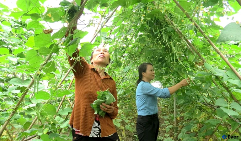 HTX Rau an toàn Hoàng Cương ứng dụng tiến bộ kỹ thuật vào sản xuất