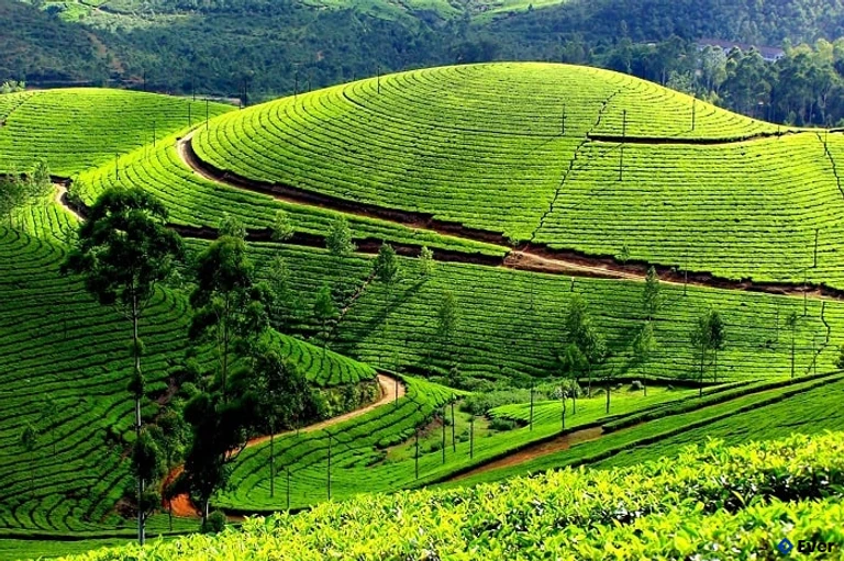 Vườn chè Tân Cương
