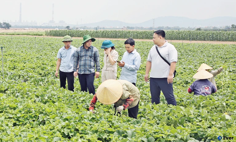 Khai thác vùng đất bãi ven sông Đuống tại xã Cao Đức