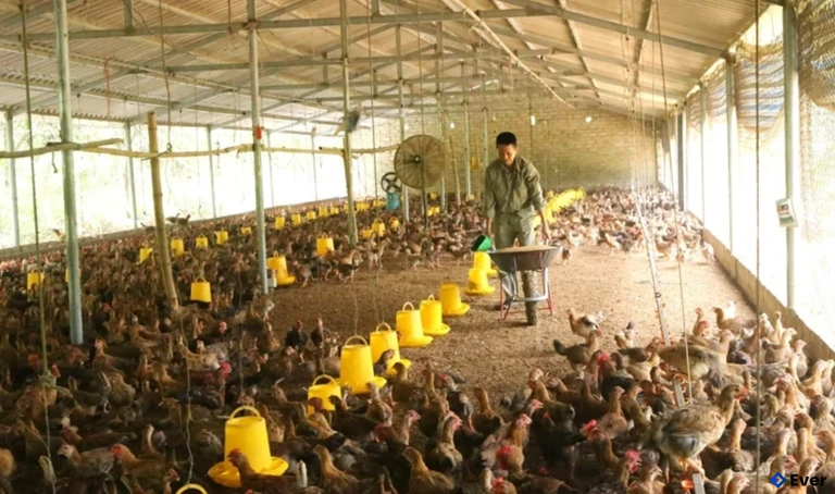 Khu chuồng trại chăn nuôi gà thương phẩm của HTX Chăn nuôi Hoàng Thủy, xã Mậu Lâm