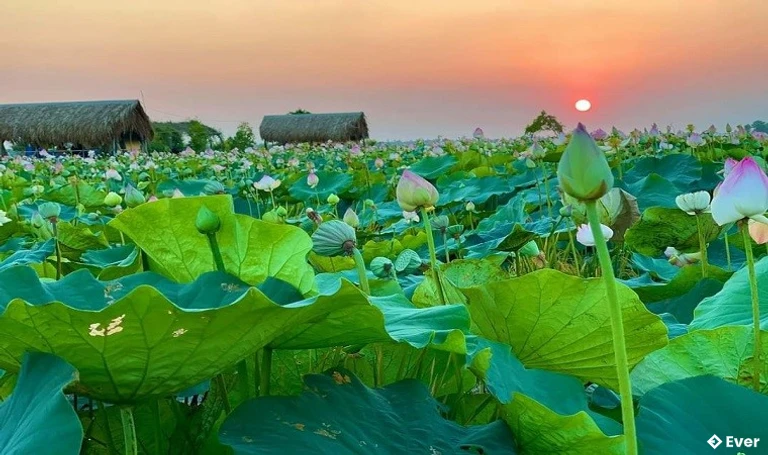 Khu du lịch Đồng sen Tháp Mười