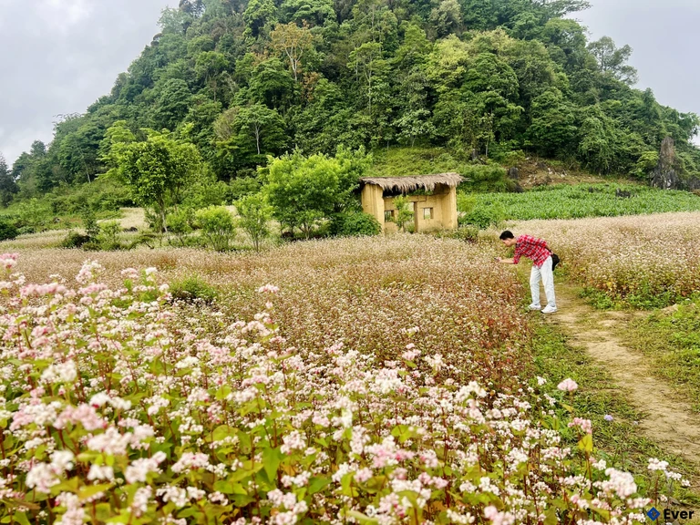 Khu du lịch sinh thái hoa tam giác mạch Bản Tèn