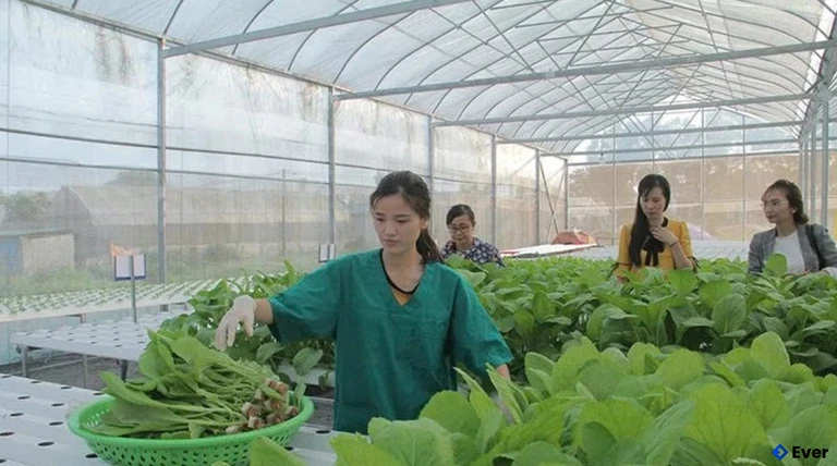 Khu sản xuất rau thủy canh của Công ty TNHH MTV Dịch vụ thương mại nông nghiệp công nghệ cao Thiên Trường 36