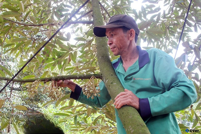 Khu vực nông nghiệp vẫn giữ vai trò quan trọng trong cơ cấu kinh tế của xã Xuân Định