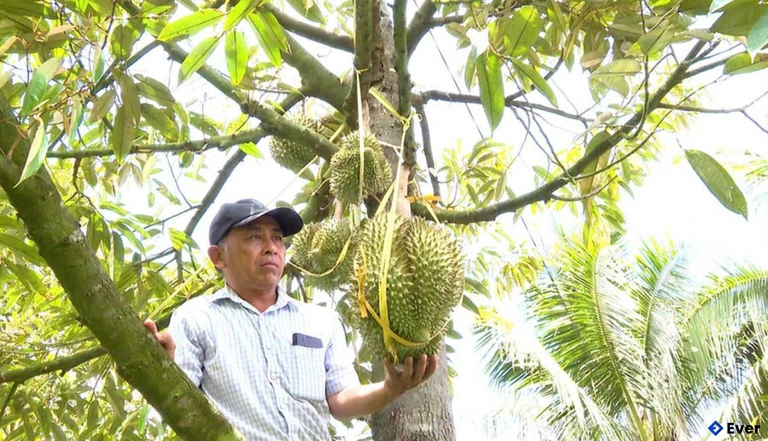 Kim Sơn chú trọng phát triển kinh tế nông nghiệp gắn với sản phẩm chủ lực như bưởi da xanh, mít Thái, dừa xiêm, sầu riêng