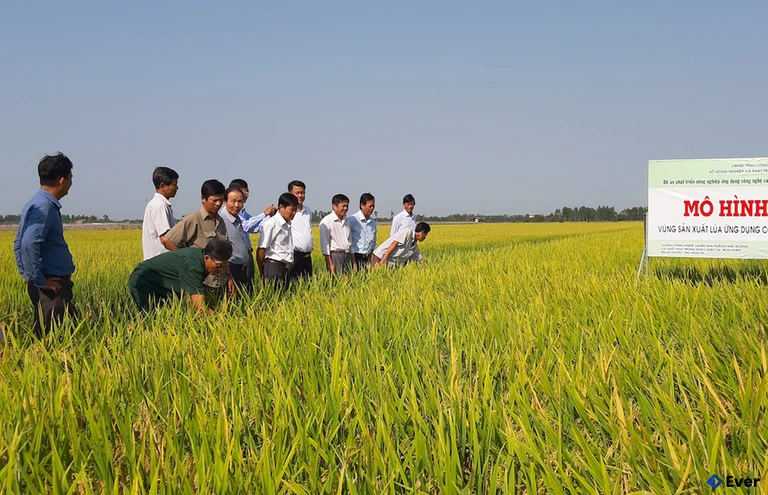 Kinh tế huyện Tam Bình trước sáp nhập chủ yếu dựa vào nông nghiệp