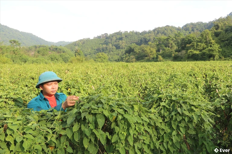Kinh tế Nà Rì vẫn chủ yếu phụ thuộc vào nông nghiệp