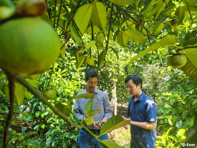 Kinh tế vườn là động lực để xã Tiên Phước phát triển bền vững